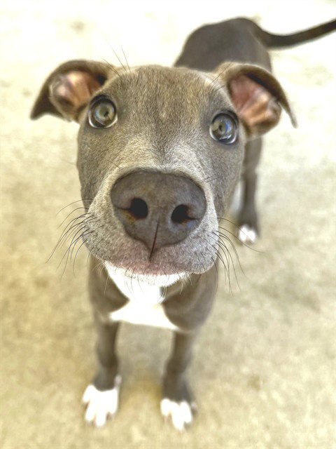 LILLIANA - Pit Bull Terrier for adoption in Roseville