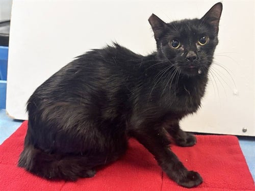 *BLUEBERRY - Domestic Short Hair available for adoption