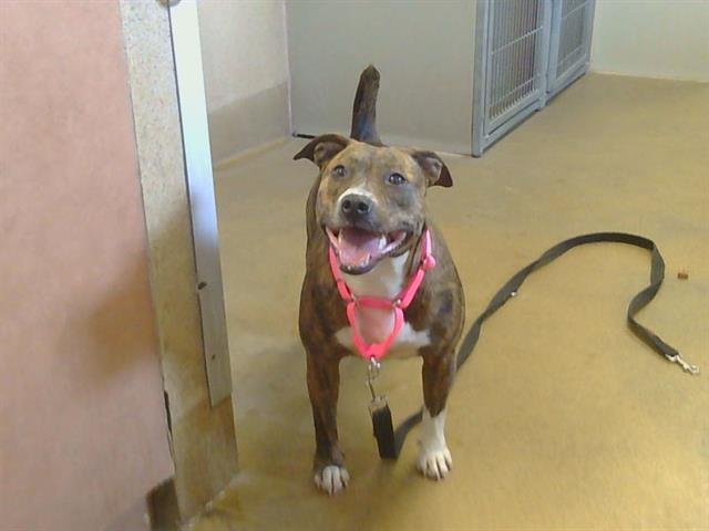 DAPHNIE - Pit Bull Terrier available for adoption