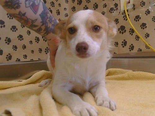 A925929 - Papillon / Cardigan Welsh Corgi available for adoption