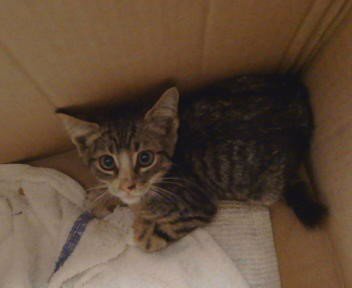 A925580 - Domestic Short Hair available for adoption