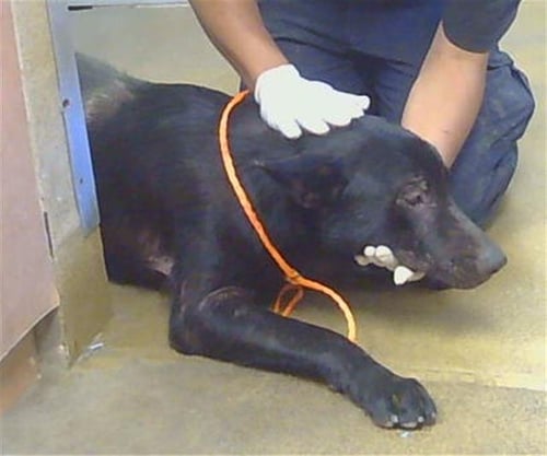*BERT - German Shepherd Dog available for adoption