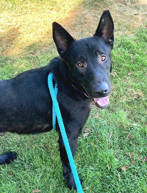 *BERT - German Shepherd Dog available for adoption