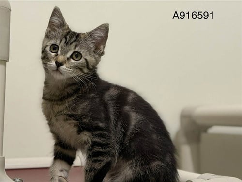 *SAVANNAH - Domestic Short Hair for adoption in Roseville