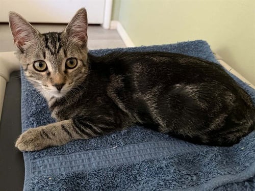 *SAVANNAH - Domestic Short Hair available for adoption