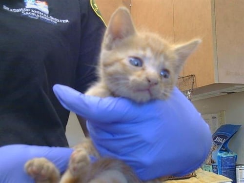A928211 - Domestic Short Hair available for adoption