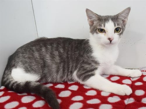 *BALBOA - Domestic Short Hair available for adoption
