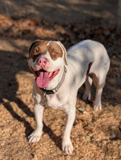 TEDDY - Pit Bull Terrier available for adoption
