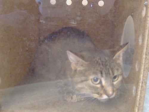 *SYBIL - Domestic Medium Hair for adoption in Elk Grove