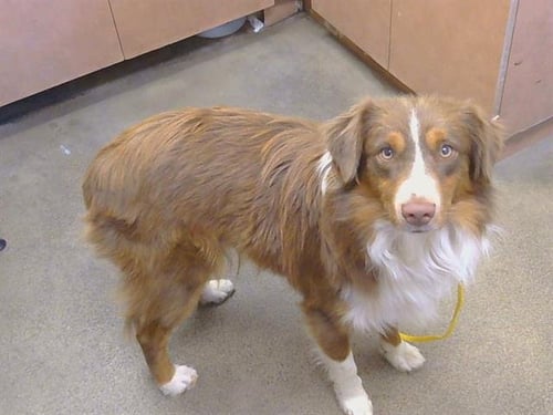 A925735 - Australian Shepherd available for adoption