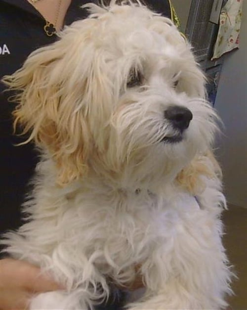 A919343 - Havanese available for adoption