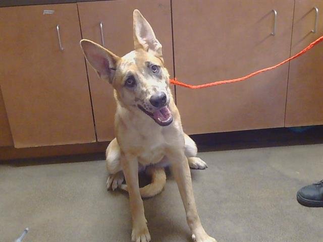 *DOROTHY - Australian Cattle Dog/Blue Heeler available for adoption