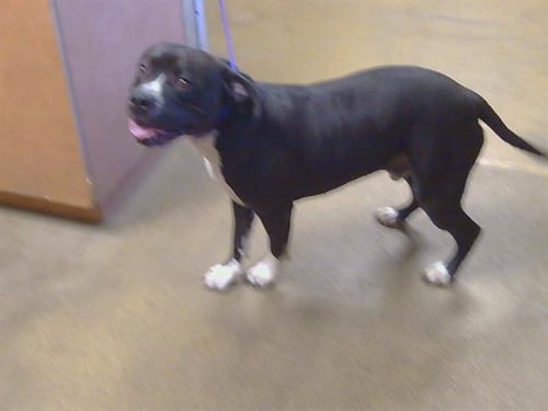 NACHO LIBRE - Pit Bull Terrier for adoption in Roseville