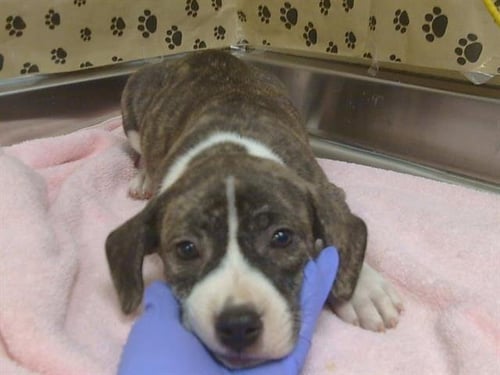 A926331 - Pit Bull Terrier available for adoption