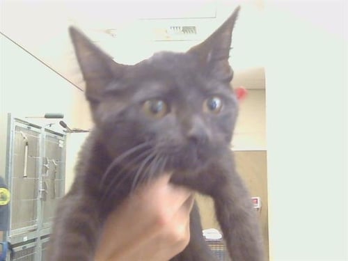 A924942 - Domestic Short Hair available for adoption