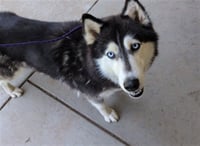 LULU - Photo 1