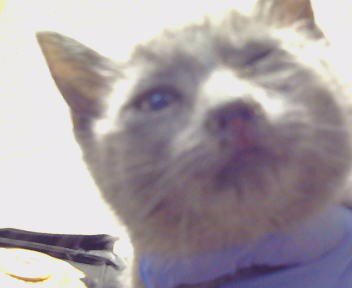 *BETH ANNE - Domestic Short Hair for adoption in Roseville