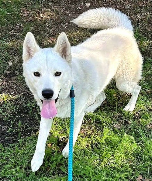 *STRAWBERRY - Siberian Husky available for adoption