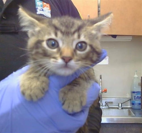 A929092 - Domestic Short Hair available for adoption