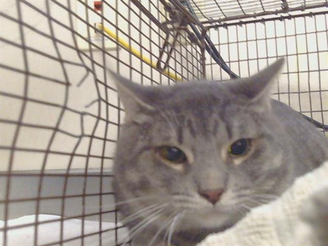 CROOKY - Domestic Short Hair for adoption in Elk Grove