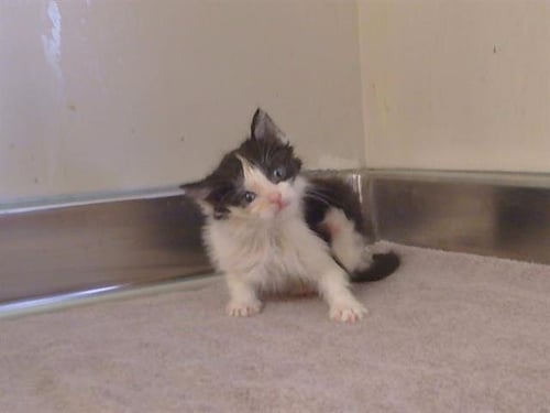 *JACQUES - Domestic Short Hair available for adoption