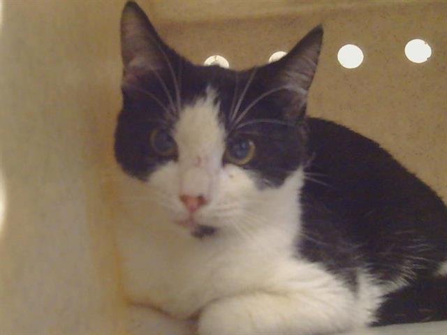 *MACY - Domestic Short Hair for adoption in Elk Grove