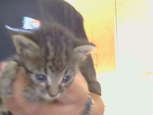 *BOO BOO - Domestic Short Hair available for adoption