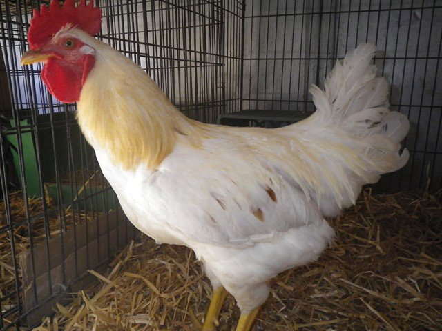 *REGINALD Image