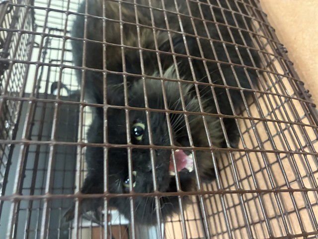 *BOND (GARDEN CAT) - Domestic Short Hair available for adoption