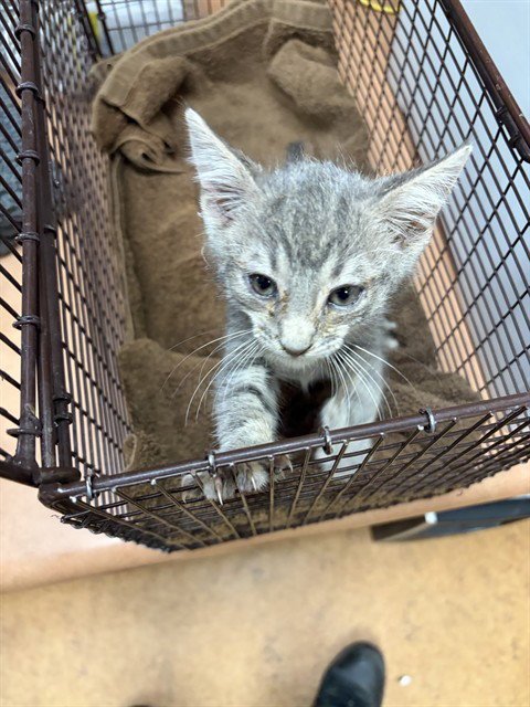 A929351 - Domestic Short Hair available for adoption