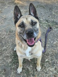 DUKE - Photo 1