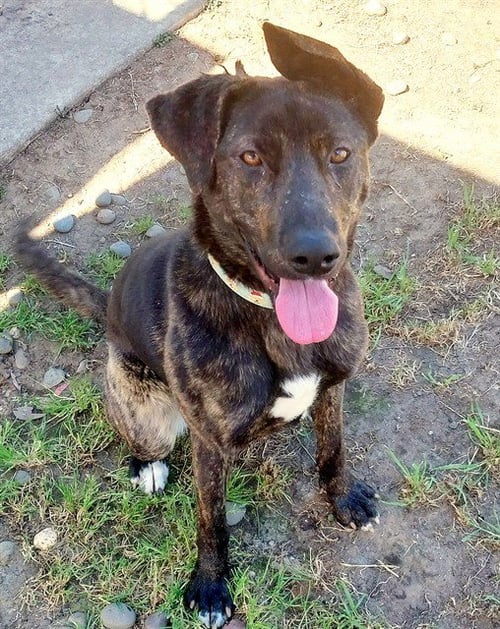 *JANUARY - Labrador Retriever / Sheep Dog available for adoption