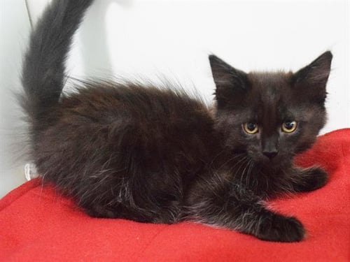 *ANDROMEDA - Domestic Medium Hair available for adoption