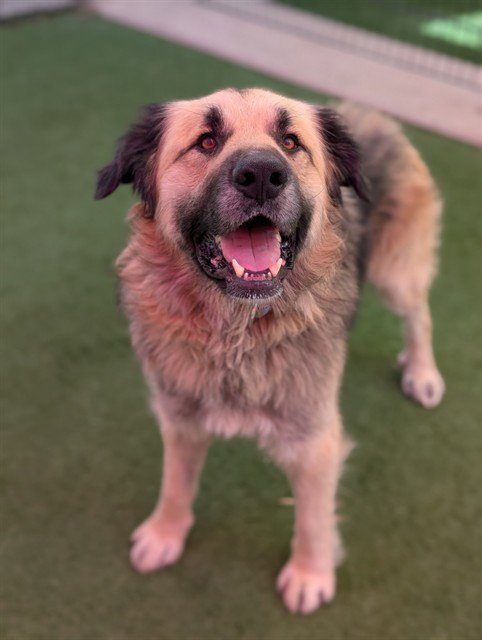 *WINNIE THE POOH - Anatolian Shepherd available for adoption