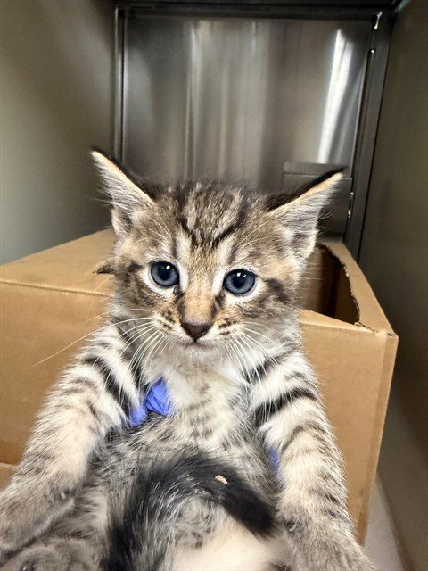 A927845 - Domestic Short Hair available for adoption