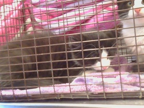 *CASTOR - Domestic Short Hair available for adoption