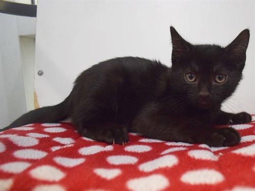 *RAMBO - Domestic Short Hair available for adoption