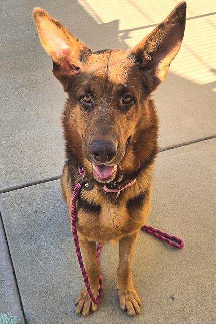 *BASTIAN - German Shepherd Dog available for adoption