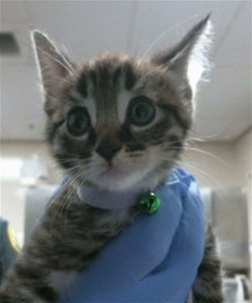 BONNIE - Domestic Short Hair available for adoption
