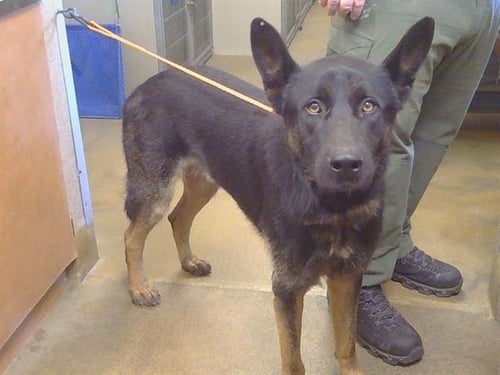 CASPIAN - German Shepherd Dog available for adoption