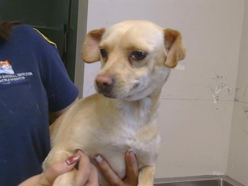 *ANNABELLE - Chihuahua available for adoption