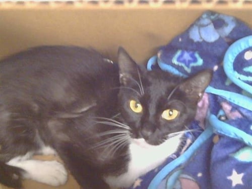 A924809 - Domestic Short Hair available for adoption