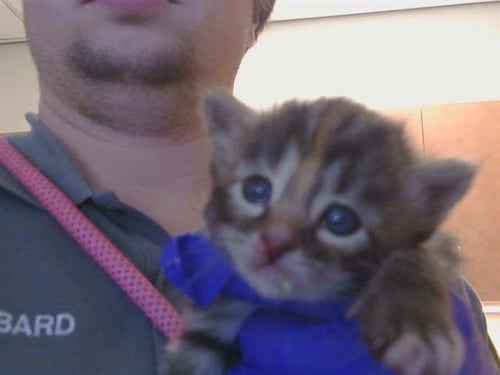 LITTLES - Domestic Short Hair available for adoption