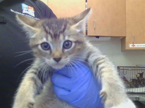 A929095 - Domestic Short Hair available for adoption