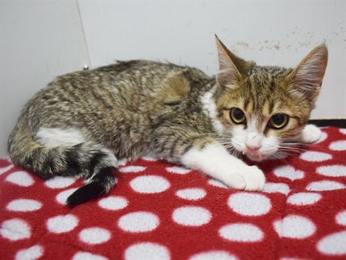 *LEEZA - Domestic Short Hair available for adoption