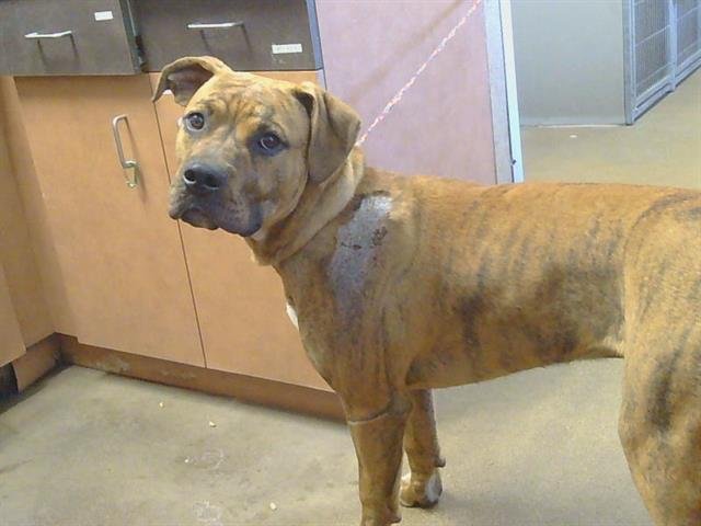 *WAYLON MYERS - Pit Bull Terrier for adoption in Roseville