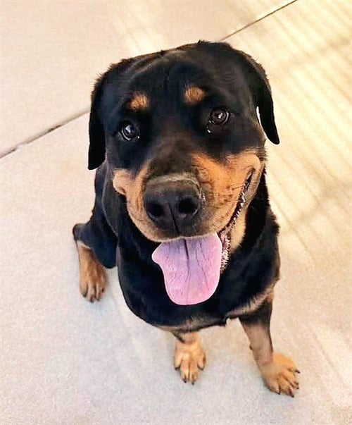 MINNIE - Rottweiler available for adoption