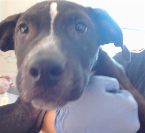 *OAHU - Pit Bull Terrier for adoption in Roseville