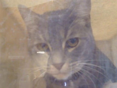 PASSION - Domestic Medium Hair for adoption in Sacramento
