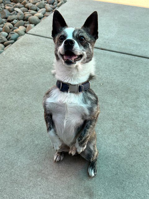 AUGGIE - Cairn Terrier / Chihuahua available for adoption